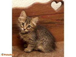 Six gorgeous and unusual Maine Coon Manx Kittens for Sale