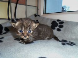 AKC Charming female Maine Coon Kitten baby