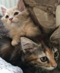 Gorheouse Maine Coon Kittens For Lovely Homes