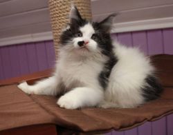 Adorable Maine coon kittens for sale