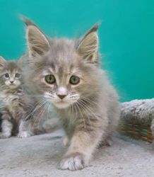 Male and female Maine Coon kittens for adoption