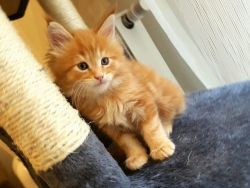 Adorable Maine Coon Kittens For Sale.