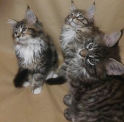 Adorable Maine Coon kittens for sale