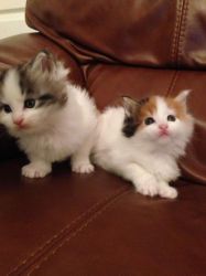 Beautifull Maine Coon Kittens.Text us on (xxx) xxx-xxx9