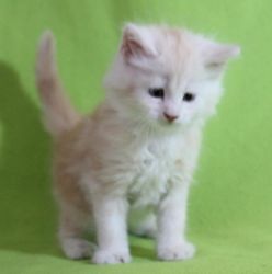 Maine Coon Kittens Available.Text us on (xxx) xxx-xxx9