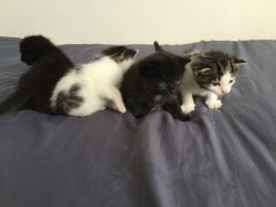 Gorgeous Maine coon Kittens for sale