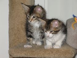 Maine Coon Cats For Adoption Text (xxx)xxx-xxxx