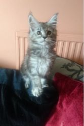 Pure gray color and black Maine Coon Cat for sale forany Loving Home