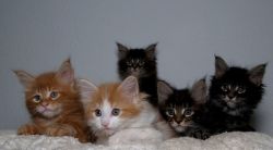 Maine Coon Kittens available!Text (xxx) xxx-xxx9