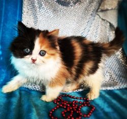 Maine Coon kittens now Ready for Sale