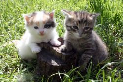 Maine Coon kittens ALWAYS Ready for Sale