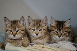 Pixie-bob Kittens