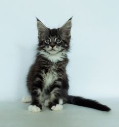Chicago purebred male Maine Coon kitten in a black marble color.