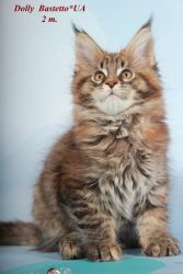 Dolly purebred female Maine Coon kitten in a black tortie tiger color