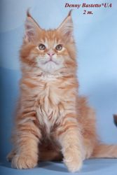 Denny purebred male Maine Coon kitten in a red spotted color