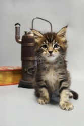 Edita female Maine Coon kitten in a black tiger color