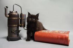 Elvira purebred female Maine Coon kitten in a black color