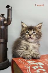 Emma purebred female Maine Coon kitten in a black tiger color