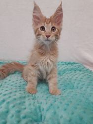 Leonardo purebred male Maine Coon kitten in a red tiger color