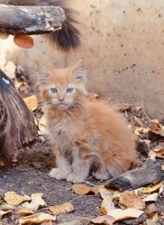 Metric purebred, red color male Maine Coon kitten