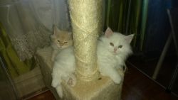 Main Coon kittens for sale