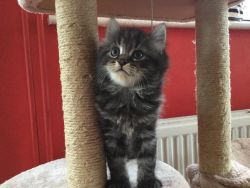 Maine Coon Cross Kittens For Sale