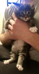 Beautiful Maine Coon Kittens available to reserve