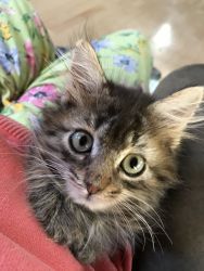 Maine Coon Bengall Mix