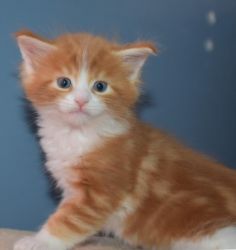 Maine Coon Kittens Beautiful Males and Females