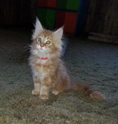 Gorgeous CFA Registered Maine Coon kittens