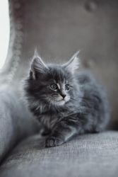 Pure bred Maine Coon Kittens