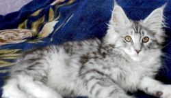 Happy and Adorable Maine Coon kittens available for sale