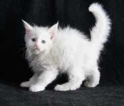 Healthy Pedigree Maine Coon Kittens Ready.