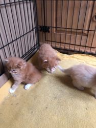 Beautiful Main Coon Kittens For Sale