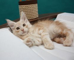 TICA Registered European Maine Coons - Kittens