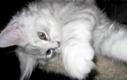 Happy and Adorable Maine Coon kittens available