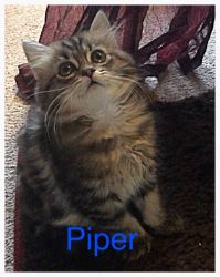 Maine Coon Kittens for Sale Seattle WA