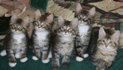 Playful, affectionate pure-bred Maine coon kittens