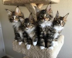 Maine Coon kittens (xxx) xxx-xxx5
