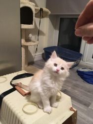 Stunning Majestic Tica Registered Maine Coon Kittens For Sale for sale