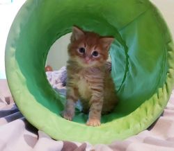 Adorable Maine Coone kittens for sale.