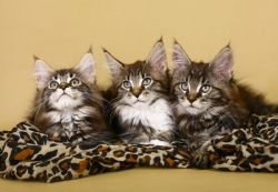 Maine Coon Kittens (xxx) xxx-xxx5
