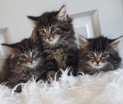 nice and healthy maine coon kittens