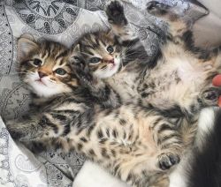 very sociable maine coon Kittens