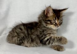 Absolutely Beautiful Maine Coon Kittens