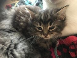 very playful Maine Coon Kittens
