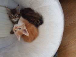 Stunning Mainecoon Kittens