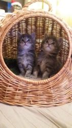 Registered Maine Coon Kittens For Sale