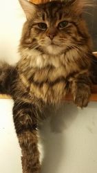PUREBRED MAINE COON KITTENS