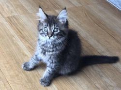 maine coon male & female kittens available